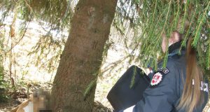 Po egle rastas kovinis šuo turi skiriamąją žymę: balta dėmė ties sprandu. N.Byčkovskio nuotr.