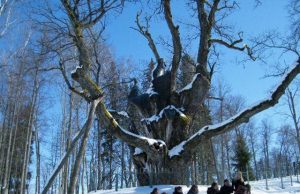 Pandėlio choristai grožėjosi pusnyse skendinčiu Stelmužės ąžuolu. „Pandėlio balsiukų“ archyvo nuotr.