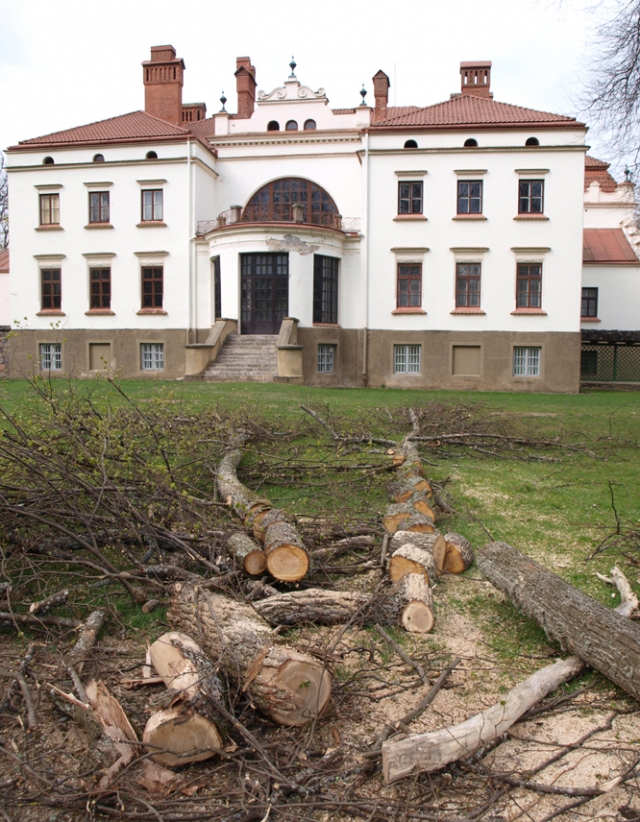 Nupjauti seni ligoti dvaro parko medžiai.