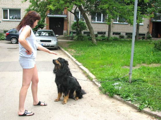 Protingas šuo vis dėlto pametė namus. N.Byčkovskio nuotr. Protingas šuo vis dėlto pametė namus. N.Byčkovskio nuotr.