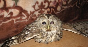 Paukštį prižiūrintys veterinarijos gydytojai padėjo ją ant dėžės: taip ji mažiausia  remiasi ant sužalotųjų kojų. Asmeninio albumo nuotr.