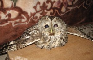 Veterinarijos gydytojai gelbsti sužalotą pelėdą Paukštį prižiūrintys veterinarijos gydytojai padėjo ją ant dėžės: taip ji mažiausia remiasi ant sužalotųjų kojų. Asmeninio albumo nuotr.