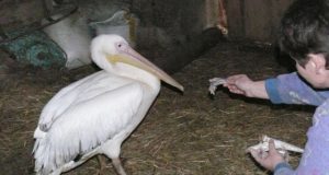 Gyva žuvimi mintantis pelikanas buvo taip išalkęs