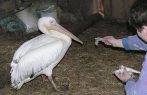 Rožinis pelikanas išgarsino Tytelių sodybą Gyva žuvimi mintantis pelikanas buvo taip išalkęs