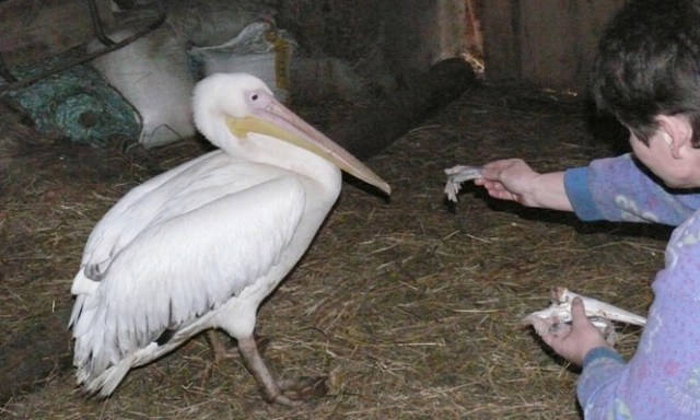 Gyva žuvimi mintantis pelikanas buvo taip išalkęs Gyva žuvimi mintantis pelikanas buvo taip išalkęs