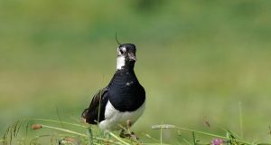 Virš Žuvinto pelkių pasirodžiusios pempės gentainės greitai klykaus ir mūsų pelkėse. Virginijaus Stumbrio nuotr.