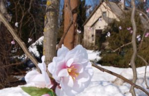 Medelyno guoba iškrėtė pokštą "Pražydo" svyranti guoba...