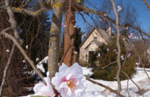 Prieš žiemą sužydę vaismedžiai daug kam primena Rokiškio medelyno direktoriaus R.Petronaičio pokštą – dirbtiniais žiedais „pražydintą“ medelį - iškrėstą praėjusios Juokų dienos proga. A.Minkevičienės nuotr.