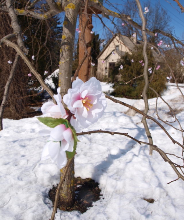 Prieš žiemą sužydę vaismedžiai daug kam primena Rokiškio medelyno direktoriaus R.Petronaičio pokštą – dirbtiniais žiedais „pražydintą“ medelį - iškrėstą praėjusios Juokų dienos proga. A.Minkevičienės nuotr. Prieš žiemą sužydę vaismedžiai daug kam primena Rokiškio medelyno direktoriaus R.Petronaičio pokštą – dirbtiniais žiedais „pražydintą“ medelį - iškrėstą praėjusios Juokų dienos proga. A.Minkevičienės nuotr.