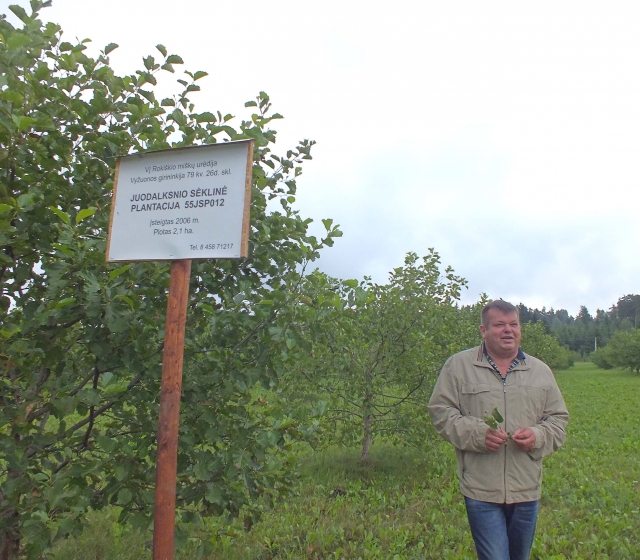„Jeigu ant šių juodalksnių pakabintume obuolių „Jeigu ant šių juodalksnių pakabintume obuolių
