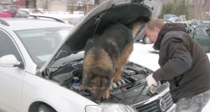 Įvykį tyrė Panevėžio kriminalistinių tyrimų biuro kinologai su apmokytu šunimi Lordu.