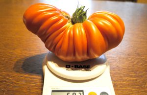 Tai bent pomidoras! Vidos Bičiūnaitės nuotr.