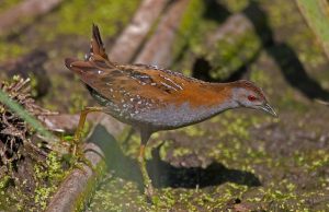 Mažoji švygžda (Porzana pusilla). Wikimedia Artemy Voikhansky nuotrauka