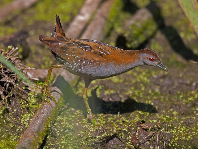 Mažoji švygžda (Porzana pusilla). Wikimedia Artemy Voikhansky nuotrauka