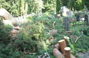 Pušies trinkos užgriozdino ne tik kapinių gėles ar tvoreles