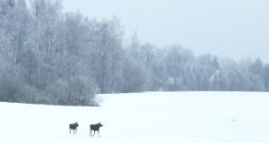 Šeštadienį prie ežerų ir ant jų ledo žvėrių pastebėta daugiau nei žvejų. A.Minkevičienės nuotr.