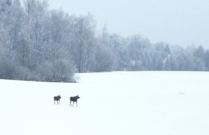 Šeštadienį prie ežerų ir ant jų ledo žvėrių pastebėta daugiau nei žvejų. A.Minkevičienės nuotr.