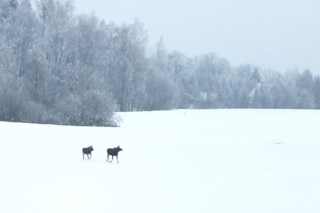 Šeštadienį prie ežerų ir ant jų ledo žvėrių pastebėta daugiau nei žvejų. A.Minkevičienės nuotr.