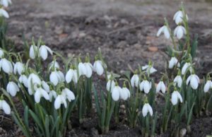 Pirmieji pavasario žalumynai