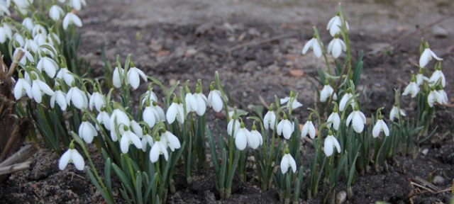 Pirmieji pavasario žalumynai