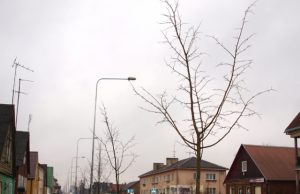 Šią savaitę Respublikos gatvėje pasodintos naujos liepos. D.Zibolienės nuotr.