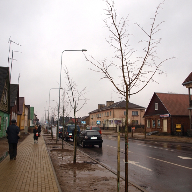Šią savaitę Respublikos gatvėje pasodintos naujos liepos. D.Zibolienės nuotr. Šią savaitę Respublikos gatvėje pasodintos naujos liepos. D.Zibolienės nuotr.