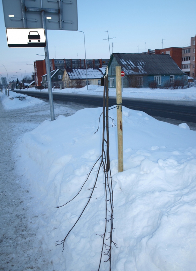 Kam užkliuvo ši liepa?  D.Zibolienės nuotr.