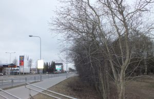 Ties Respublikos gatvės pėsčiųjų zona išsikerojusias gudobeles turėtų pakeisti estetiški augalai. A. Minkevičienės nuotr.