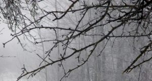 Spragtelėjus fotoaparatui stirnų pulkelis