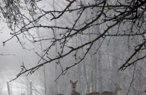 Žiemos šalčių nuostoliai dar tik pradedami skaičiuoti Spragtelėjus fotoaparatui stirnų pulkelis