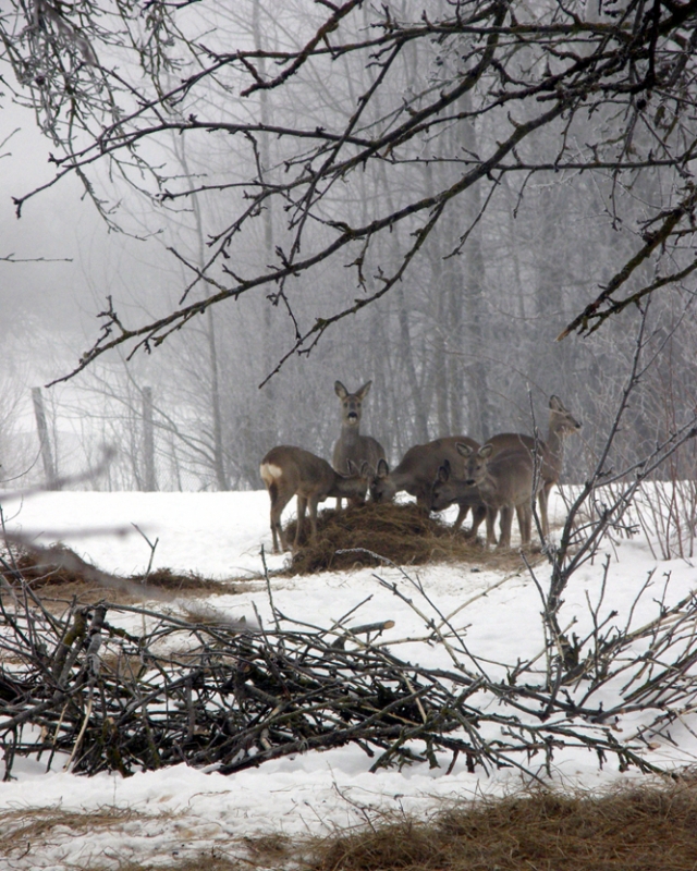 Spragtelėjus fotoaparatui stirnų pulkelis