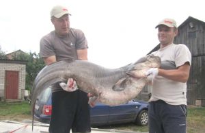 Andrius Jagorovas (dešinėje) ir Gediminas Baranauskas džiaugėsi netikėtu laimikiu - beveik 50 kg sveriančiu šamu. A. Jagorovo asmeninio archyvo nuotr.