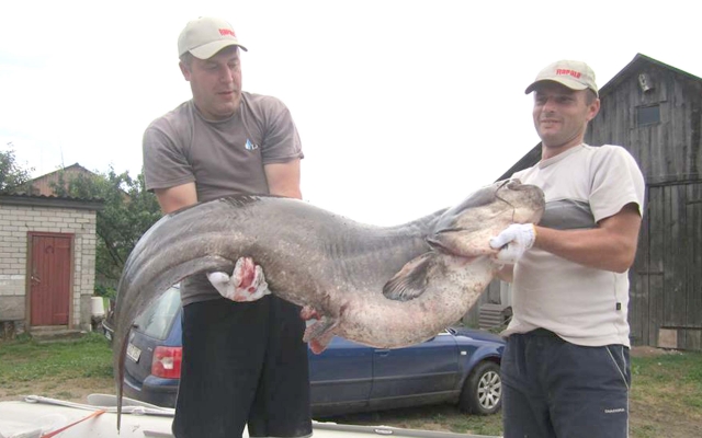 Andrius Jagorovas (dešinėje) ir Gediminas Baranauskas džiaugėsi netikėtu laimikiu - beveik 50 kg sveriančiu šamu. A. Jagorovo asmeninio archyvo nuotr.