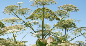 Maineivų kaimo apylinkes okupavę Sosnovskio barščiai šią vasarą ypač vešlūs: aukščiausioje vietoje kamieno su vėdrynu aukštis siekia 4-4