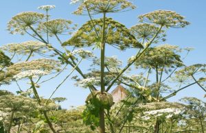 Maineivų kaimo apylinkes okupavę Sosnovskio barščiai šią vasarą ypač vešlūs: aukščiausioje vietoje kamieno su vėdrynu aukštis siekia 4-4