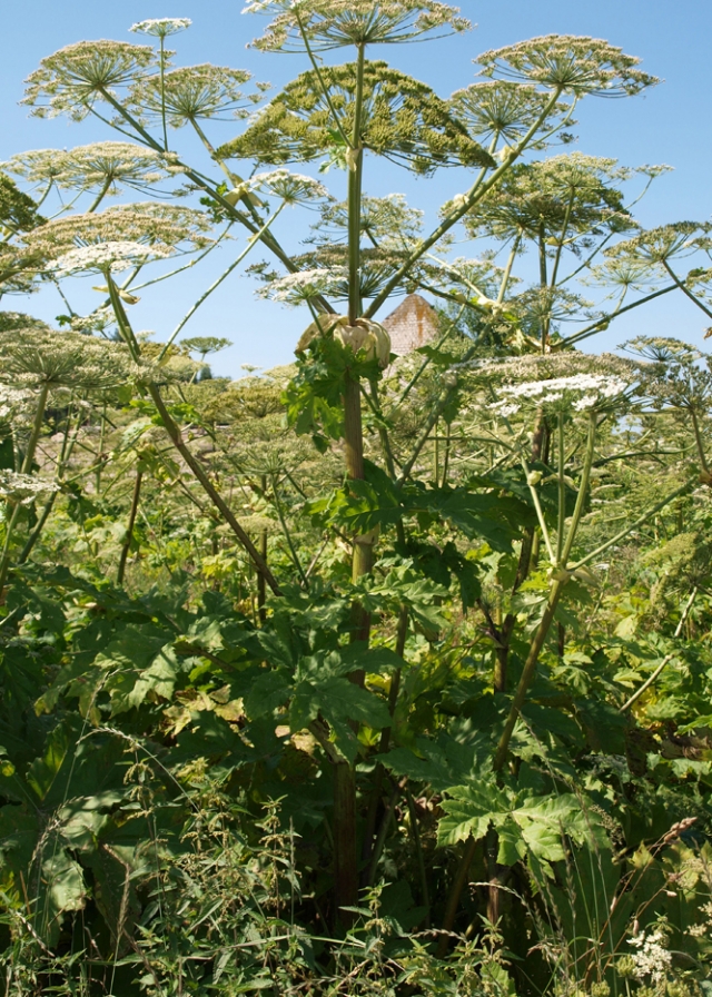 Maineivų kaimo apylinkes okupavę Sosnovskio barščiai šią vasarą ypač vešlūs: aukščiausioje vietoje kamieno su vėdrynu aukštis siekia 4-4 Maineivų kaimo apylinkes okupavę Sosnovskio barščiai šią vasarą ypač vešlūs: aukščiausioje vietoje kamieno su vėdrynu aukštis siekia 4-4