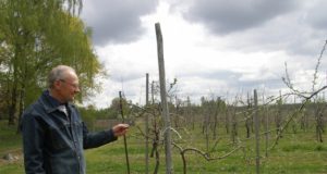 Vidas Savickas: „Žiemos šalčius sodas atlaikė