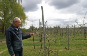 Šalnos grasina nuraškyti sodų žiedus Vidas Savickas: „Žiemos šalčius sodas atlaikė