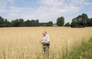 Javapjūtės startas: grūdų supirkėjų viliotinis – apgailėtinomis kainomis Šį rugių lauką