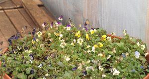 Prieš šalčius į šiltnamį įneštos pernykštės smulkiažiedės našlaitės atsigavo ir pasipuošė žiedais vos ėmus šildyti daigyną.