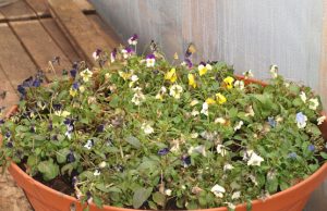 Prieš šalčius į šiltnamį įneštos pernykštės smulkiažiedės našlaitės atsigavo ir pasipuošė žiedais vos ėmus šildyti daigyną.