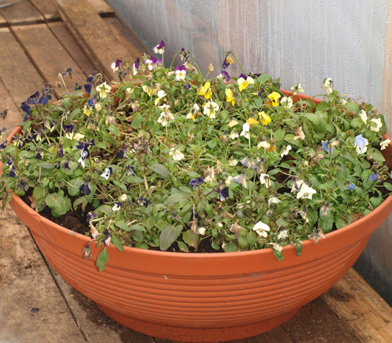 Prieš šalčius į šiltnamį įneštos pernykštės smulkiažiedės našlaitės atsigavo ir pasipuošė žiedais vos ėmus šildyti daigyną.