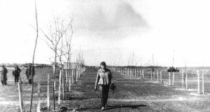 Parke sodinami pirmieji medeliai. Audronės Kažemėkaitės-Gavėnienės asmeninio archyvo nuotr.
