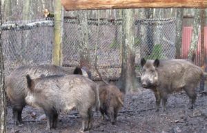 Duokiškio apylinkių šerną prie šėryklos pakirto A.V. kulka. G.Baikausko nuotr.