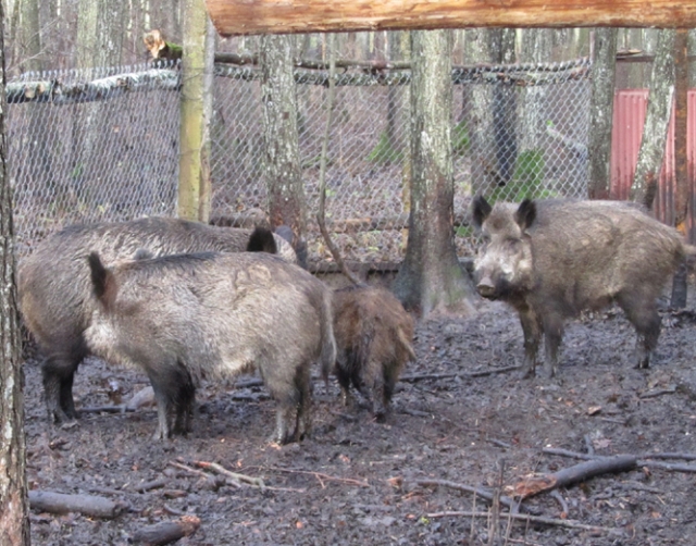 Duokiškio apylinkių šerną prie šėryklos pakirto A.V. kulka. G.Baikausko nuotr.