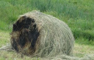 D. Zibolienės nuotr.