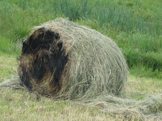 D. Zibolienės nuotr.