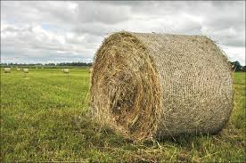 Pričiupti šieno vagys atgailavo ir nuostolius atlygino