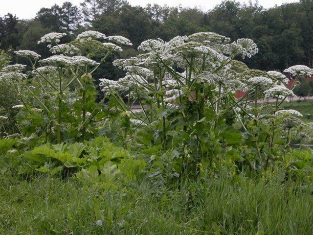 Sosnovskio barštis. A. Minkevičienės nuotr. Sosnovskio barštis. A. Minkevičienės nuotr.