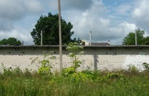 Alergiją sukeliantys sosnovskio barščiai suvešėjo šalia Tyzenhauzų alėjos. D. Zibolienės nuotr.